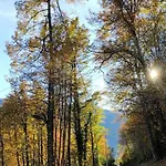 Дом отдыха Casa Del Cios Calda E Intima Casetta Immersa Nel Delle Montagne Alpe Basciumo