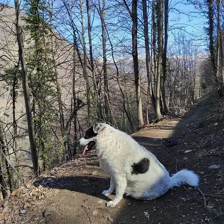 Casa Del Cios Calda E Intima Casetta Immersa Nel Delle Montagne Alpe Basciumo