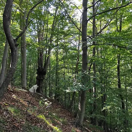 Casa de Férias Casa Del Cios Calda E Intima Casetta Immersa Nel Delle Montagne