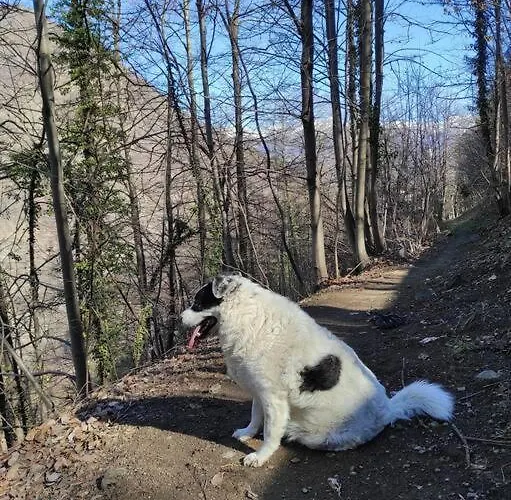 Casa Del Cios Calda E Intima Casetta Immersa Nel Delle Montagne Alpe Basciumo