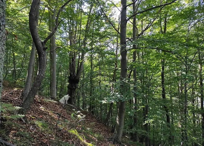 Semesterbostad Casa Del Cios Calda E Intima Casetta Immersa Nel Delle Montagne